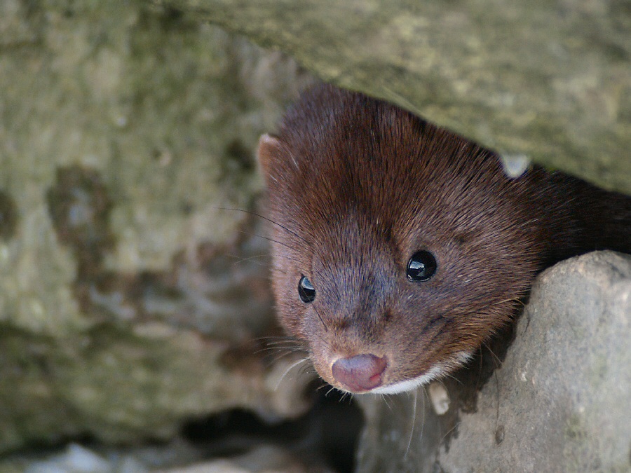 The Mink