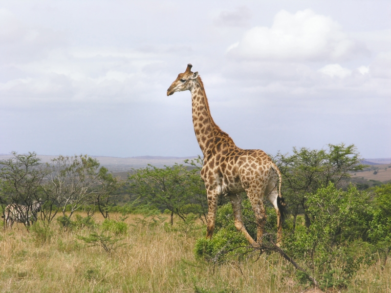 SA Giraffe