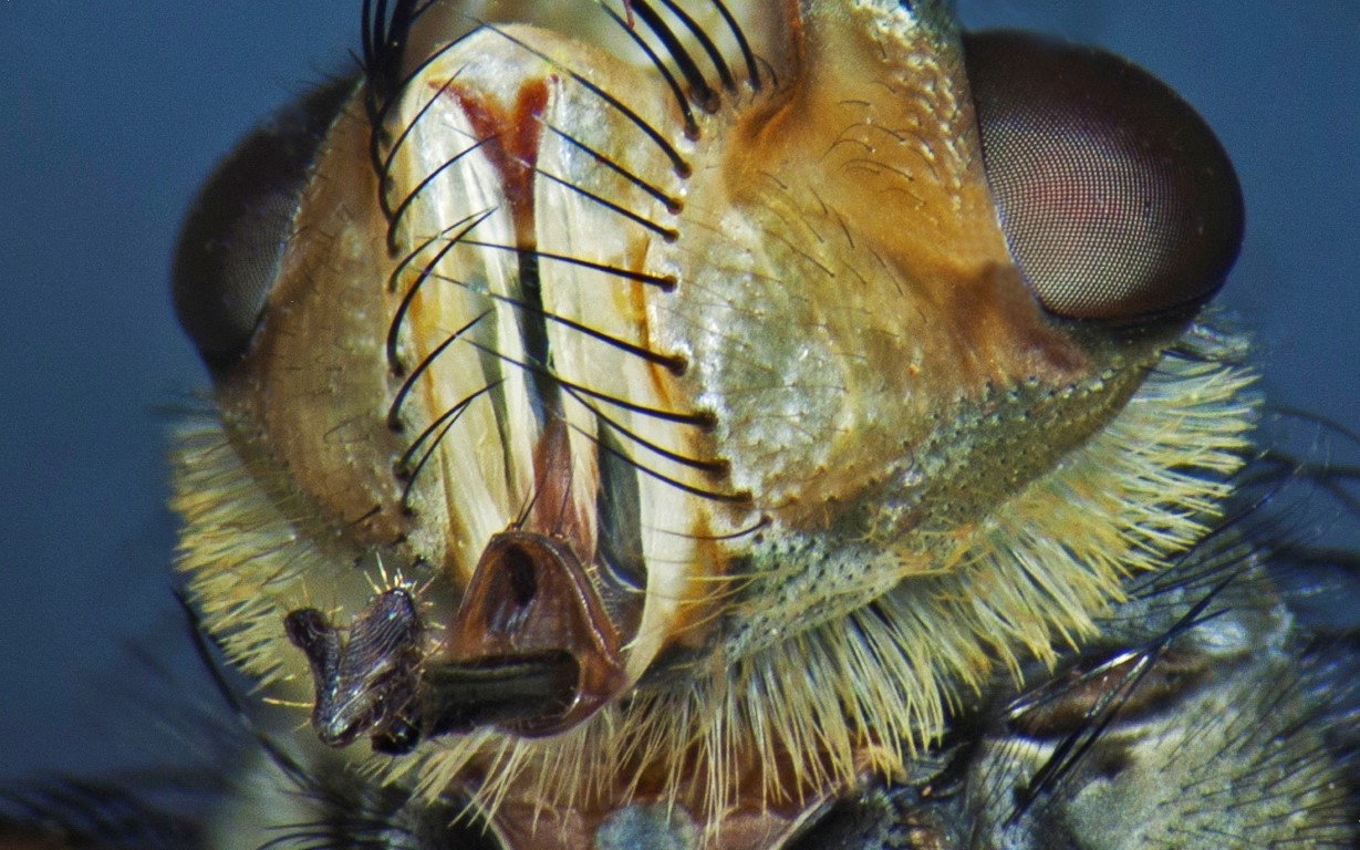 Super Macro of the face of a fly