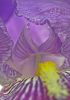 Purple Iris by Rian Houston