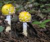 Yellow mushrooms by Bill Fenlon