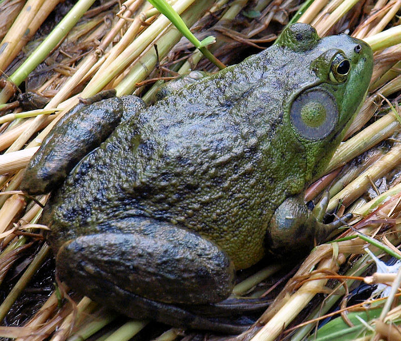 Great Frog