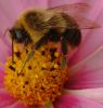 Busy Bee by Dave Hamlin