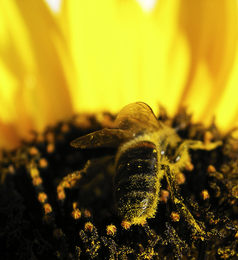 Wasp eating Sunflower