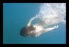 Underwater nude by Francois Bonnet