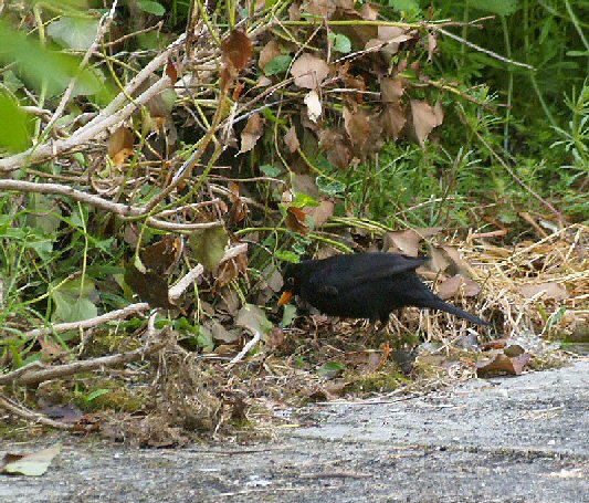 Foraging blackbird