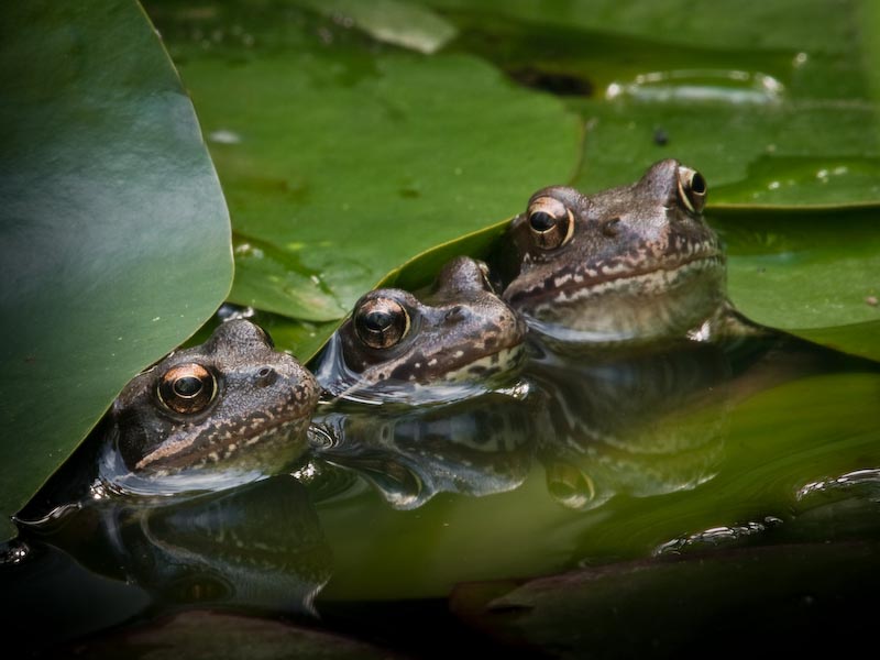 Frog Family (2)