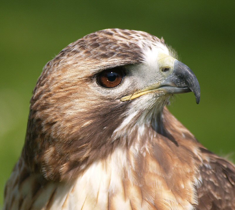 Red Tailed Buzzard