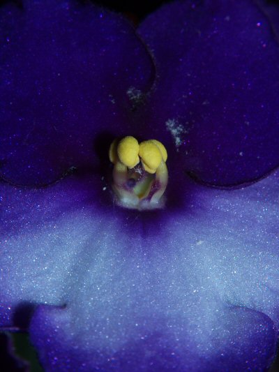 Close up of African Violet