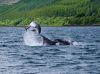 Dolphins in the Sound of Raasay. by Dave Hall