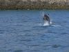 Dolphin in Raasay Sound, Isle of Skye.
