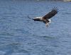 Eagle catching fish.