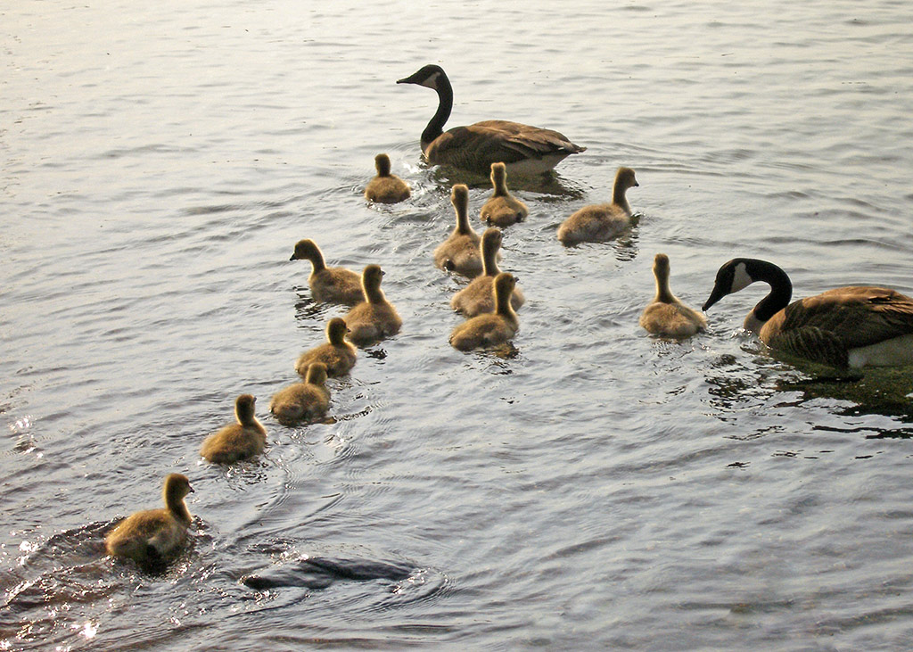 goslings (2)