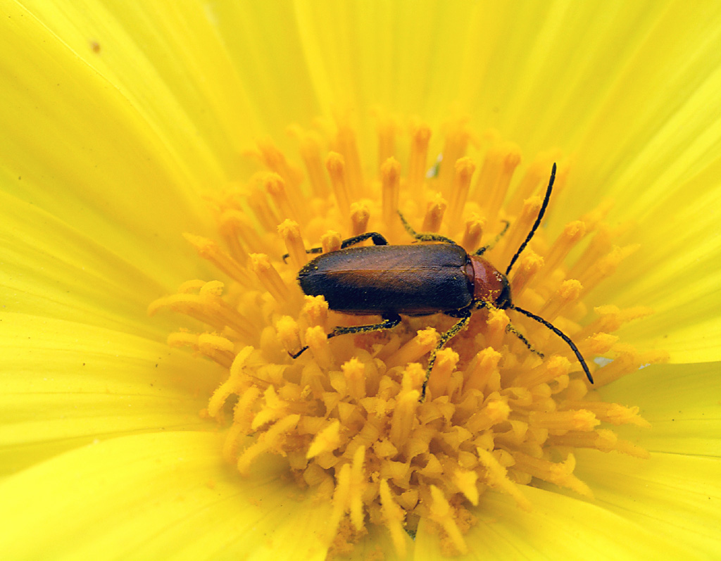 beetle sp. on desert sunflower (Gera canescens)