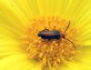 beetle sp. on desert sunflower (Gera canescens) by tom neal