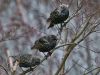 3 Starlings by Fonzy -