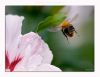 Bumble Bee (6) by Fonzy -