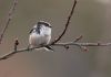 Long Tailed Tit (6) by Fonzy -