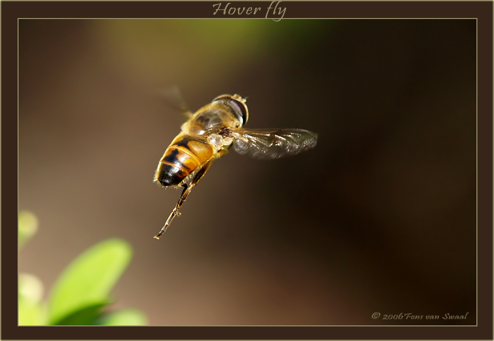 Hoverfly (2)