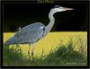 Grey Heron (8) by Fonzy -
