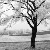 Apple Tree in Hoar Frost by Udo Altmann