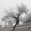 Apple Trees in Hoar Frost by Udo Altmann