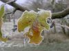 leaf in hoar frost by Udo Altmann