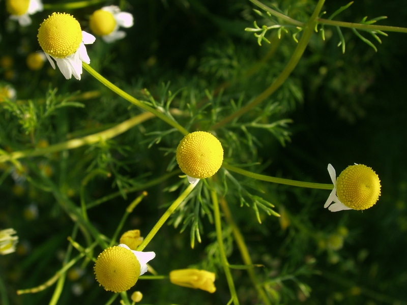 Camomile in the morning light