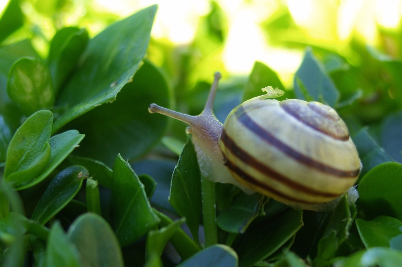 Snail (where do you want to go today)