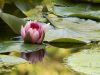 Water Lily by Lee W