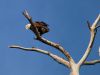 Bald Eagle (my first!) by Leon Plympton