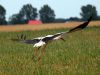 White Stork by Waldemar Ozminkowski