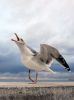 European Herring Gull by Waldemar Ozminkowski