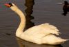 Swan 1 by Arnold Schenkel