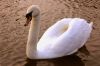 Swan 3 by Arnold Schenkel