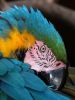 Macaw by Mike PADLEY