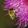 Bee on Thistle by Steve Elliott