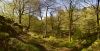 Spring time in Padley Woods by Steve Elliott