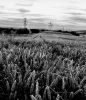 Wheat Field by Steve Elliott