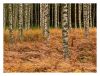 Young birches in autumn forest