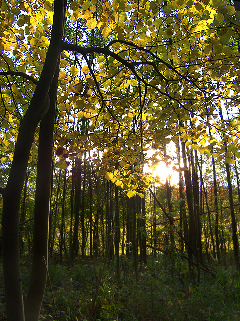 The golden light of autumn pt II