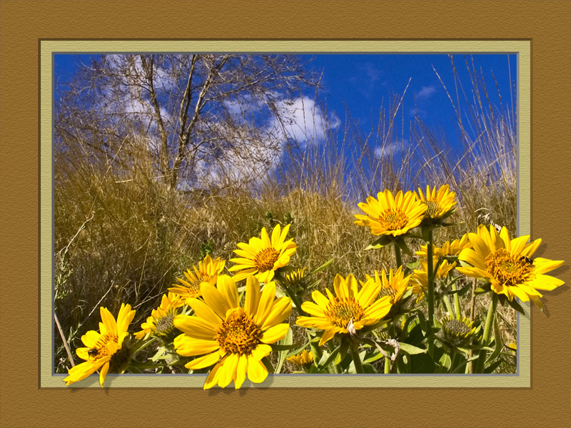 Framed Spring Sunflowers