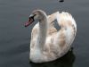 Swan Swan by Bruno Nardin
