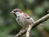 House Sparrow (3) by Wim Westerhof