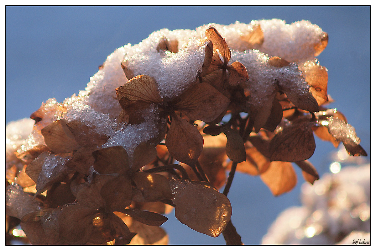 Snow covered hortensia