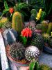 amazing cactuses by Igor Bespamyatnov
