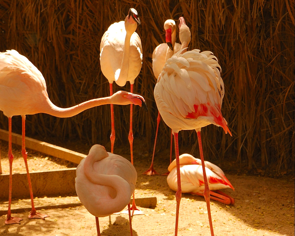 Flamingo Talk