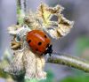 Ladybug by manuel sousa