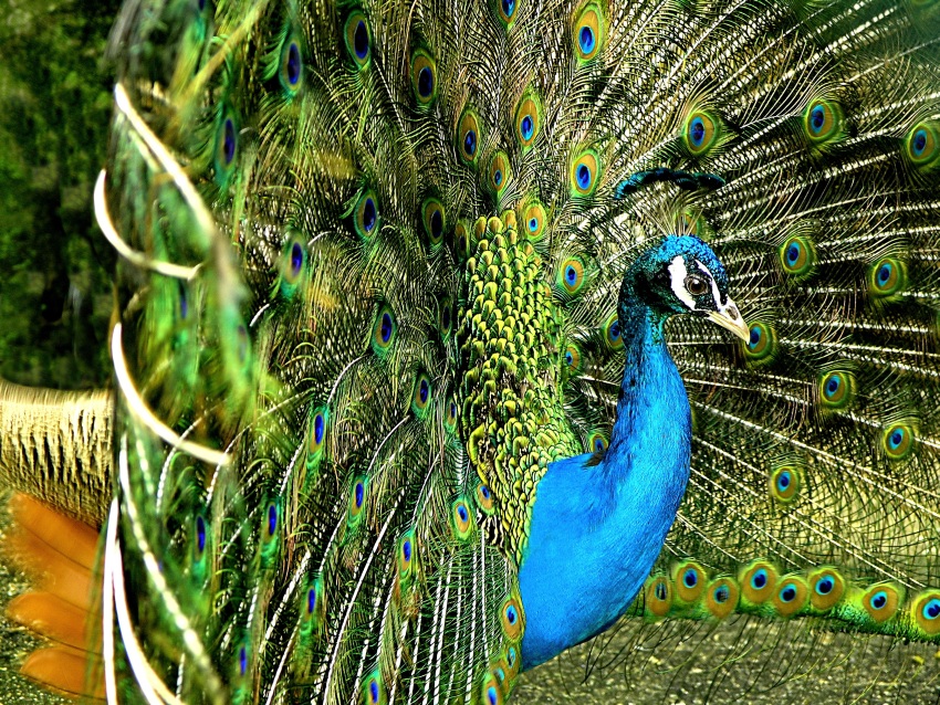 Peacock III