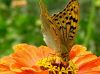 Butterfly (2)